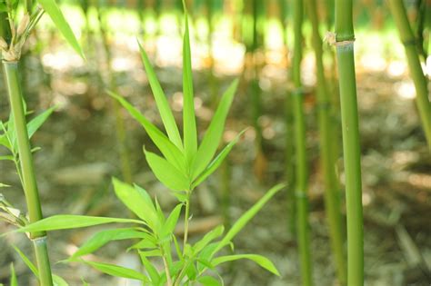 唐竹種植|【唐竹繁殖】揭開唐竹繁殖的奧秘：種植、照顧與開花全攻略 – 楊。